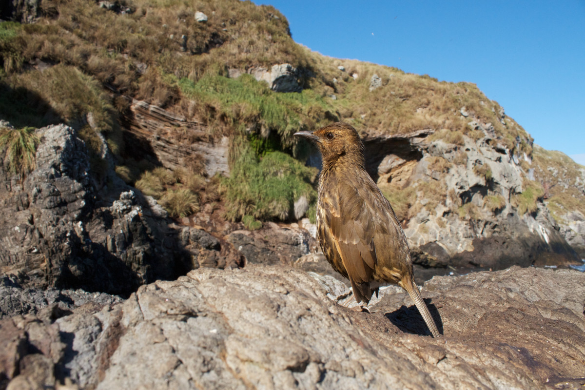 Tristan da Cunha, Spojené Kráľovstvo Tristan da Cunha, Spojené Kráľovstvo